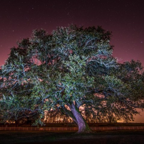 a tree with a sunset in the background