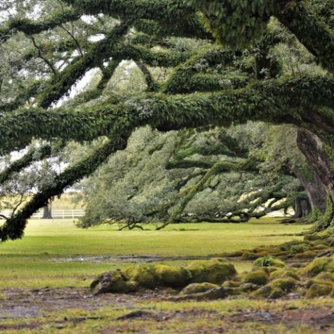 a large tree in a grassy field