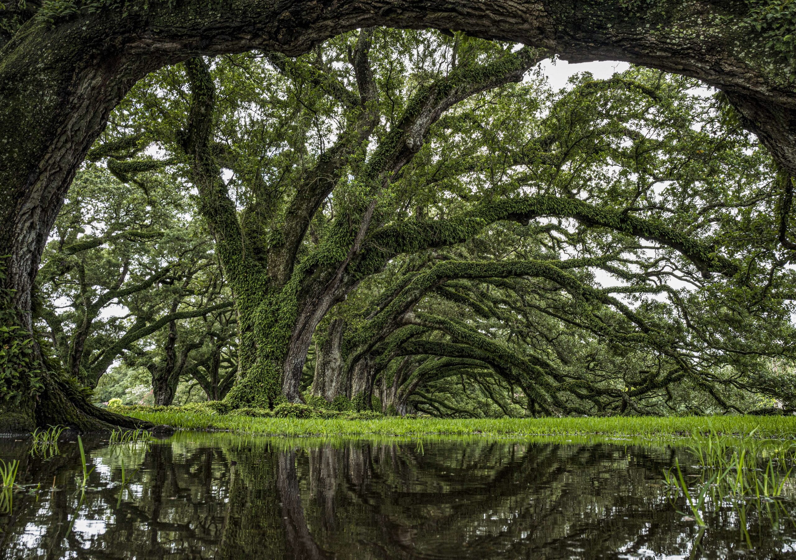 a large tree in a forest