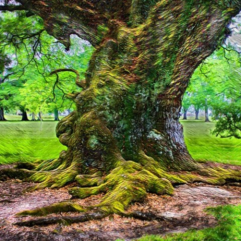 a large oak tree