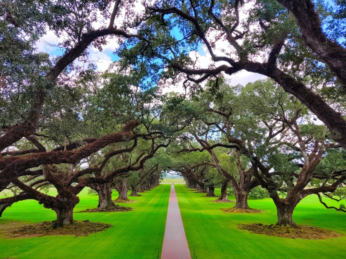 a large tree in a park