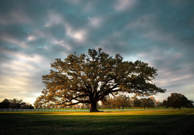 a large green field with trees in the background
