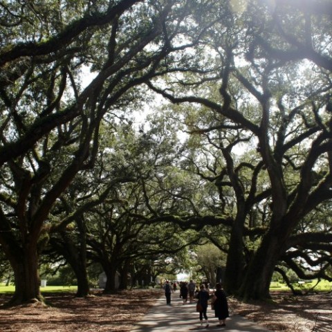 a group of large trees in a park