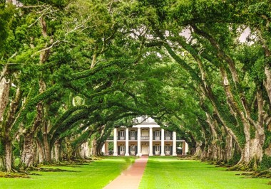 a large green tree in a park