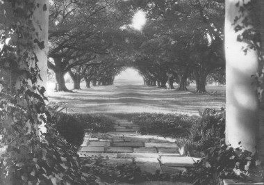panoramic5_1 an old photo of a tree