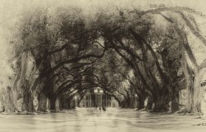 a tree next to a body of water