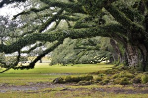 a large tree in a grassy field