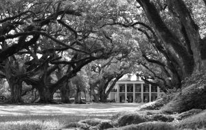 a close up of a tree