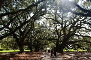 a large tree in a park