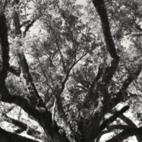 a close up of a tree