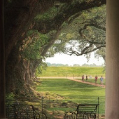 a close up of a tree