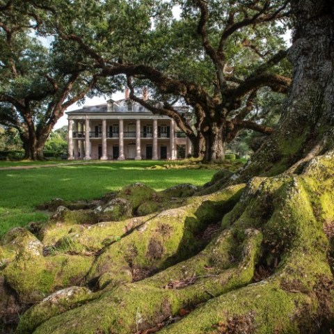 a large tree in a field