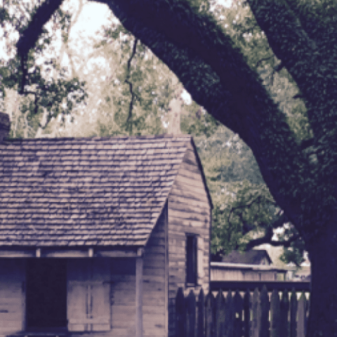 a close up of a tree