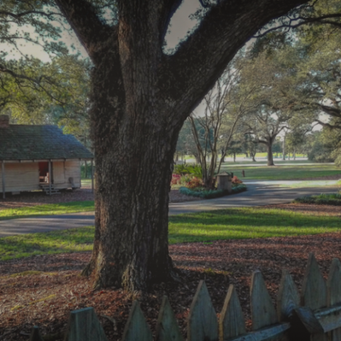 a bench in front of a tree