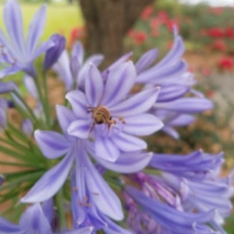 a close up of a flower