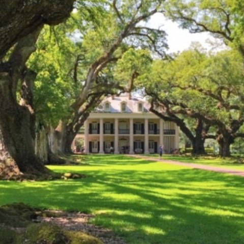 a large tree in a park