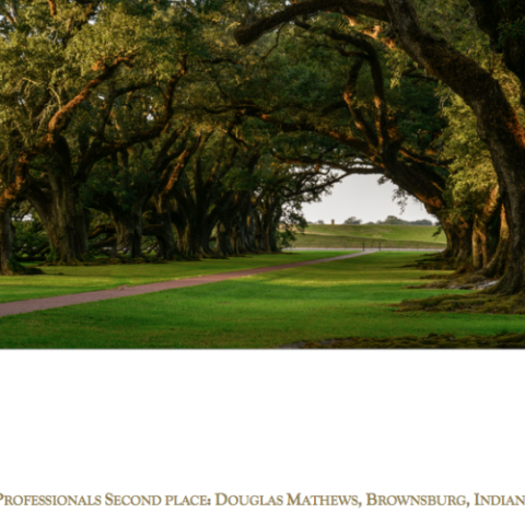 a close up of a tree