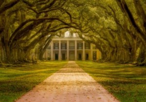 a tree in the middle of a park