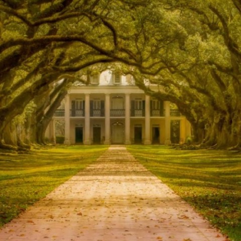 a large tree in a park