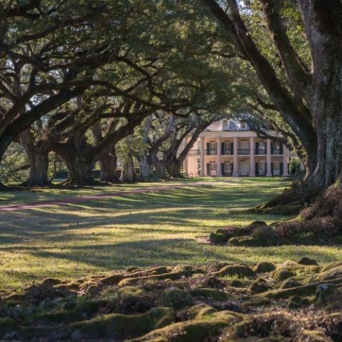 a large tree in a field