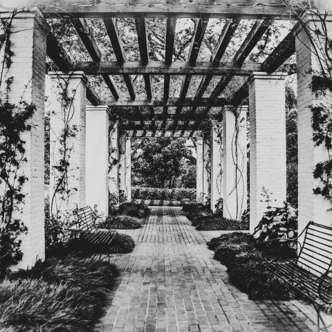 Black and white photo of a pergola walkway with vines and benches on a brick path.