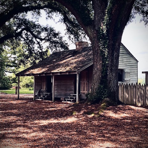 Wooden cabin with a shingled roof under large oak trees, surrounded by mulch and a wooden fence.