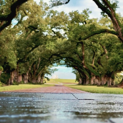 Low-angle view of a wet path under a canopy of trees leading to open countryside.